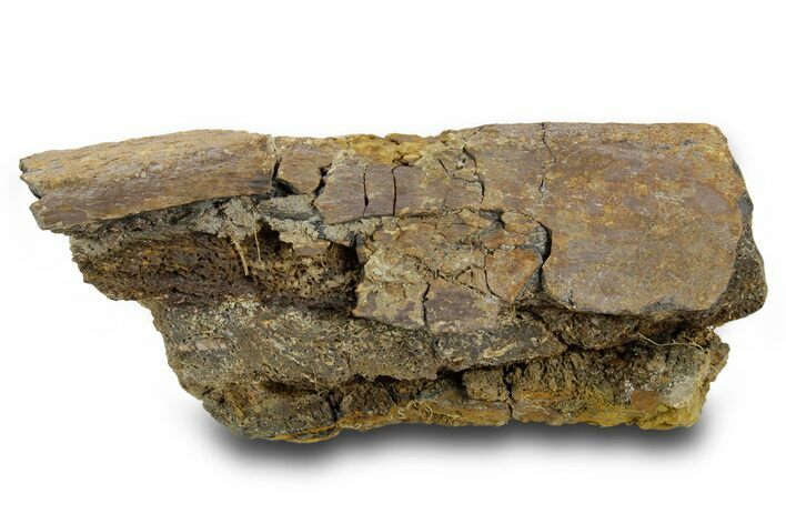 Fossil Dinosaur Bone Section - Wyoming #381195